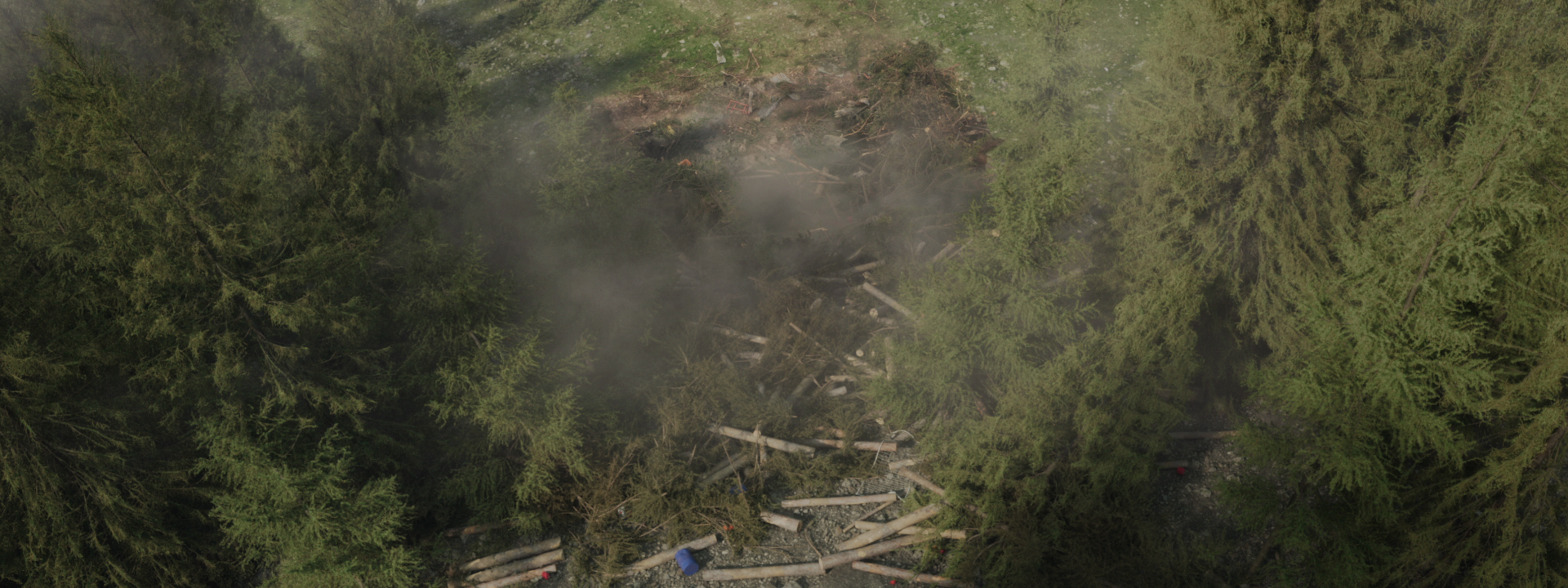 woodwalkers